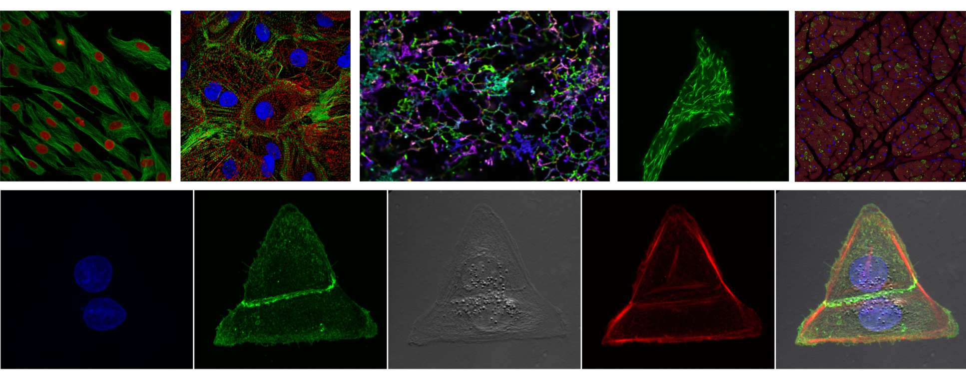 Composite microscopic image taken using FILM equipment