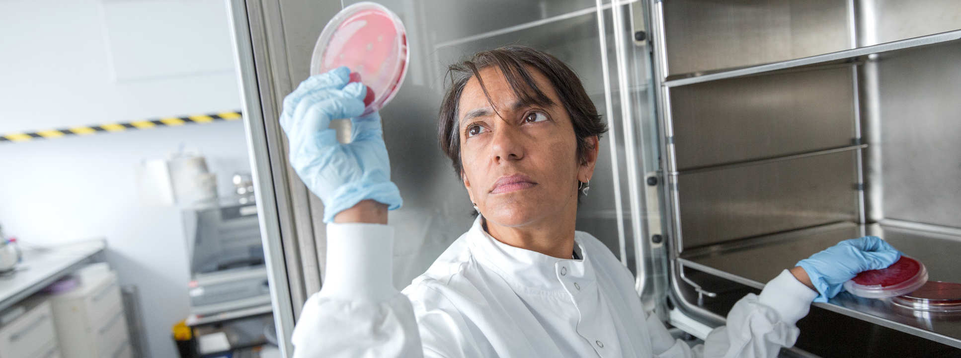 Professor Shiranee Sriskandan looking at Streptococcus pyogenes in a petri dish