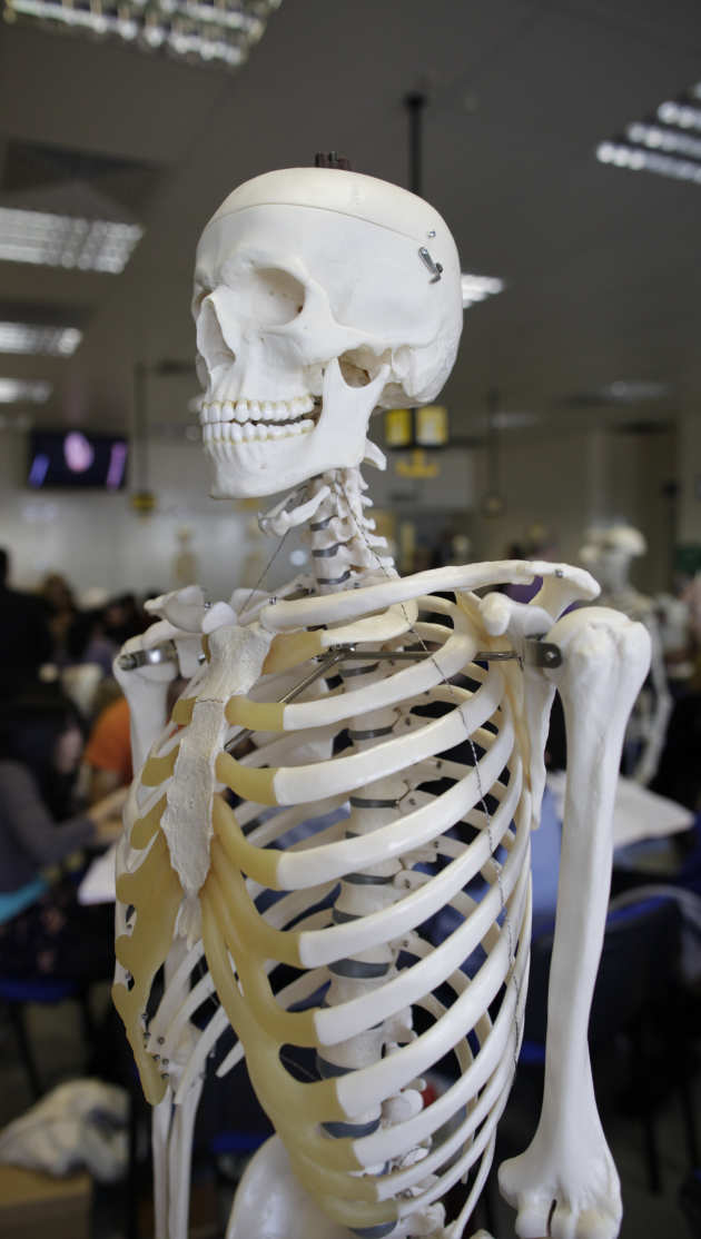 anatomy - skeleton