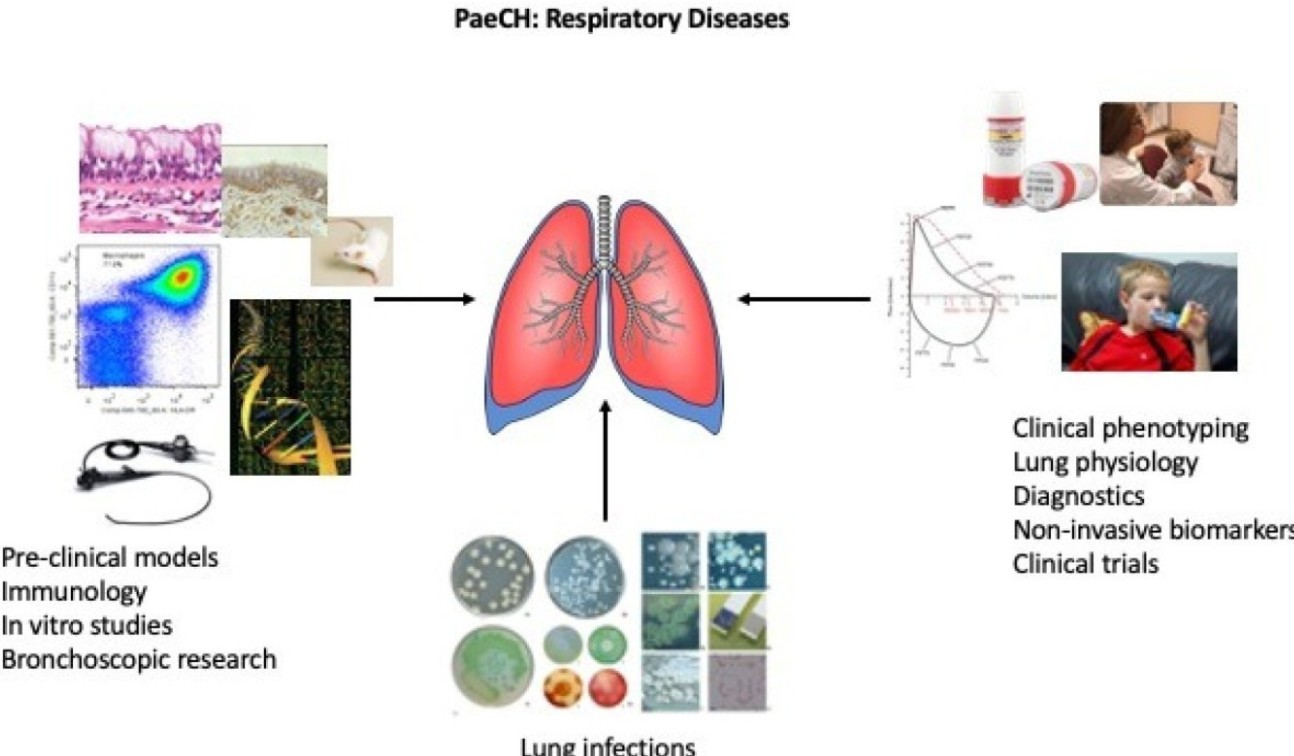 A diagram showing the areas of research covered by the Respiratory Diseases theme