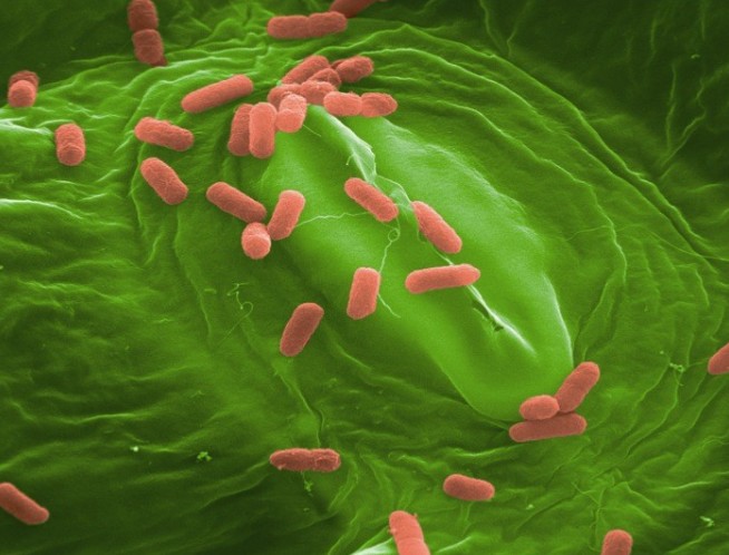 Adhesion of E. coli O157:H7 to the surface of eatable leaves.