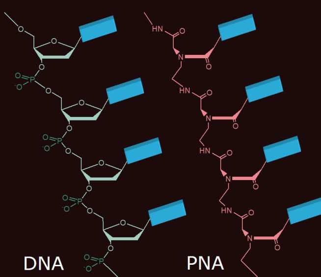 DNA vs PNA
