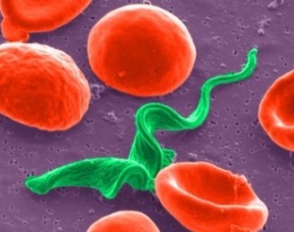 Figure 1: Scanning Electron micrograph (SEM) of a trypanosome cell (green) in mouse blood (red).                         Photo credit: Peter Bush @SUNY Buffalo, USA.