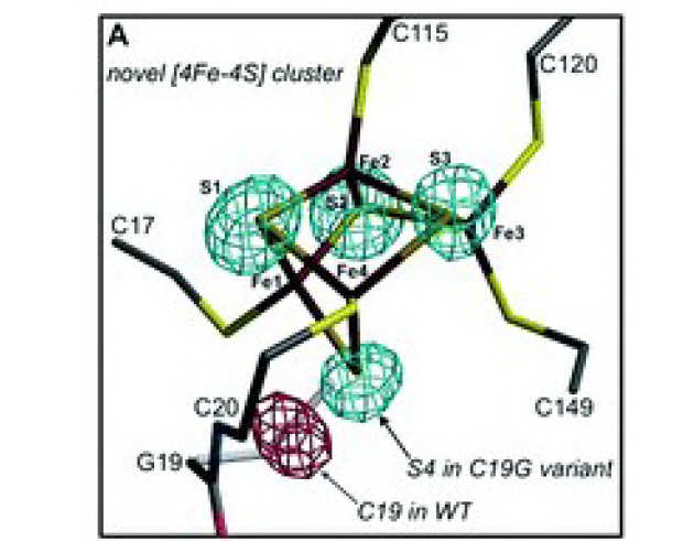 X-ray structural, functional and computational studies of the O 2-sensitive E. coli hydrogenase-1 C19G variant reveal an unusual [4Fe-4S] cluster