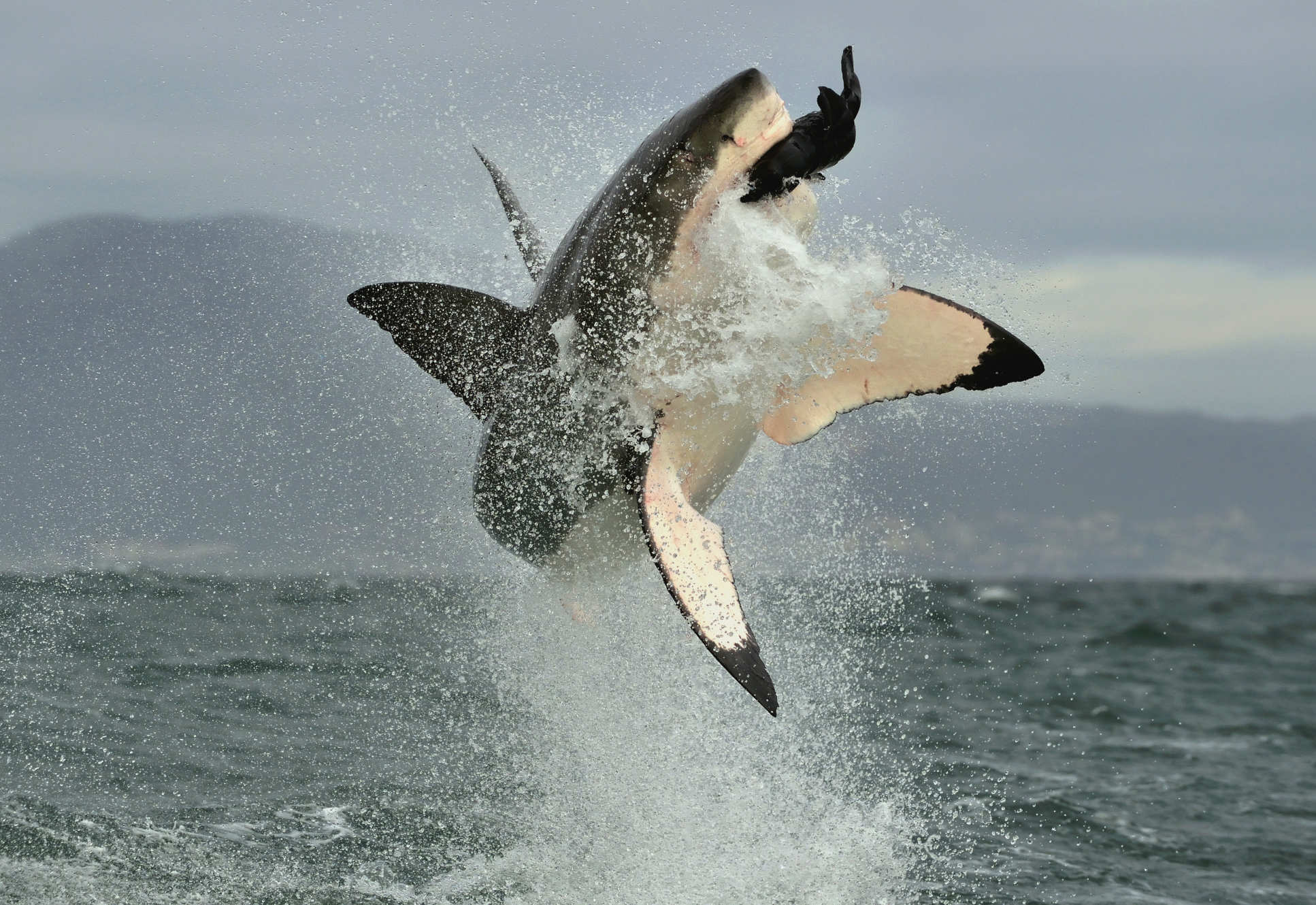 Great white shark hunting