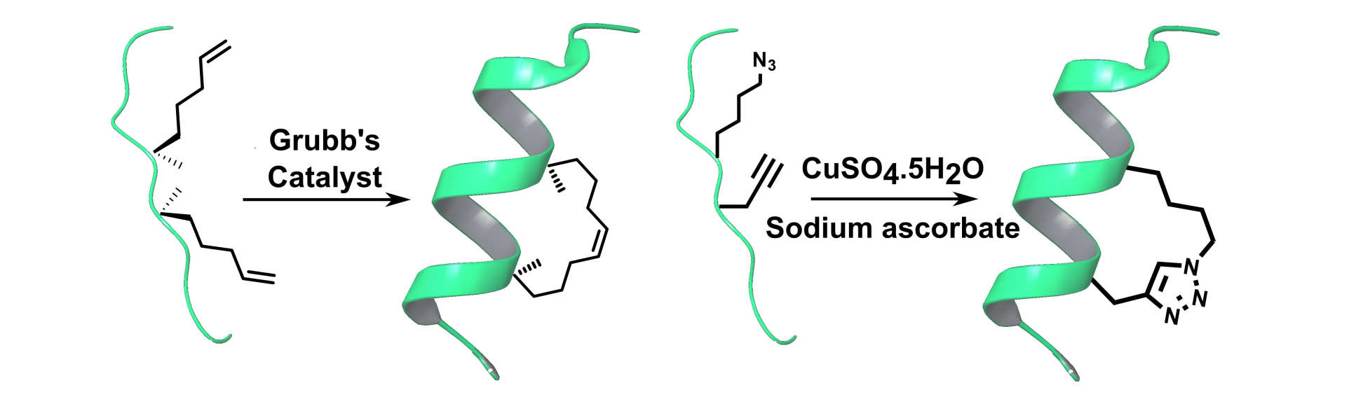 Stapled peptide