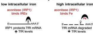 Iron control of mRNA stability in mammals