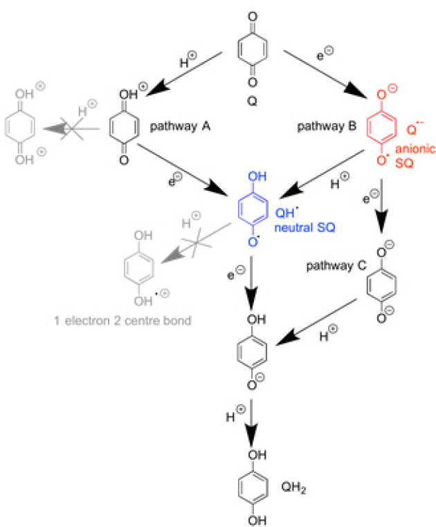 Energy conversion, redox catalysis and generation of reactive oxygen species by complex I