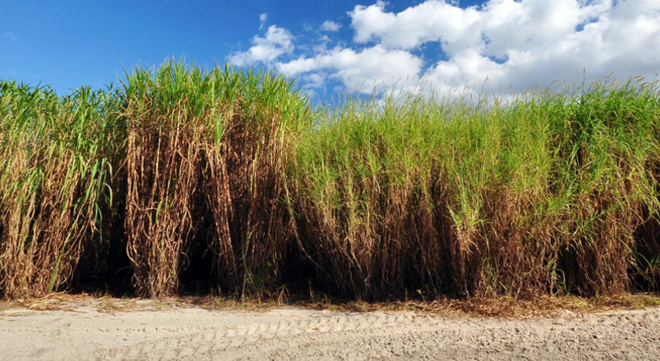 Elephant grass