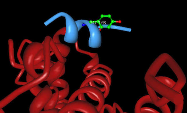 The interaction of a coactivator protein with LRH-1