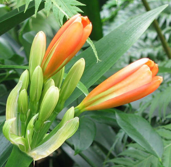 Flowering Clivia minita plant
