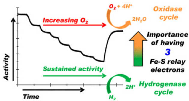 Principles of Sustained Enzymatic Hydrogen Oxidation in the Presence of Oxygen – The Crucial Influence of High Potential Fe–S Clusters in the Electron Relay of [NiFe]-Hydrogenases