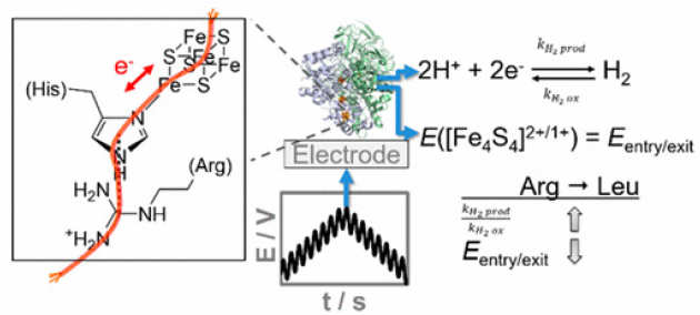 Re-tuning the Catalytic Bias and Overpotential of a [NiFe]-hydrogenase via a Single Amino Acid Exchange at the Electron Entry/exit site
