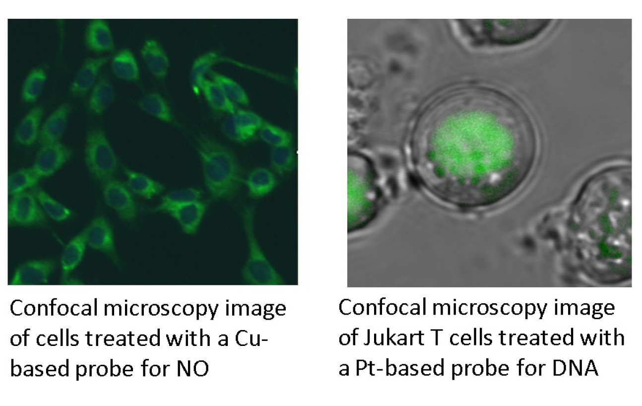 Confocal Microscopy Images of Cells