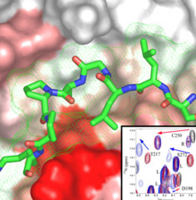 A protein-ligand interaction studied at the molecular level by NMR