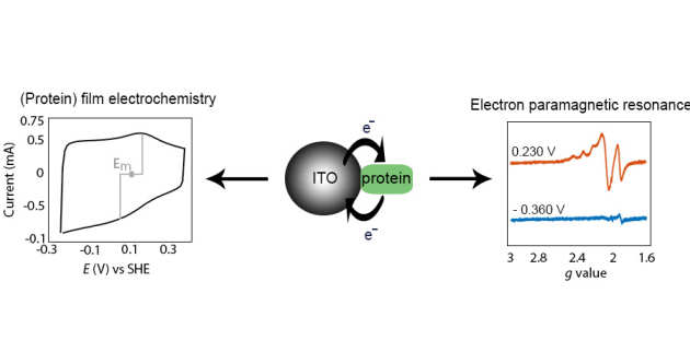 Protein film electrochemical EPR spectroscopy as a technique to investigate redox reactions in biomolecules