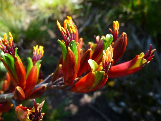 The medicinal New Zealand flax (Phormium sp.)