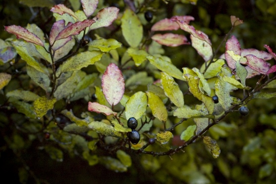 Pseudowintera colorata, a plant species used medicinally in New Zealand