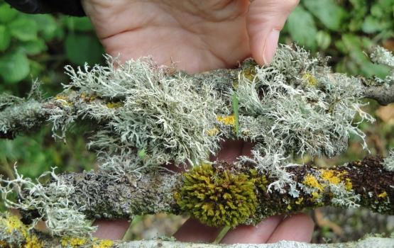 Twigs covered with various species of nitrogen-sensitive lichen (OPAL)