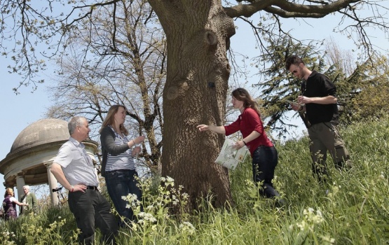 Any tree can be surveyed and the information will be useful, say researchers