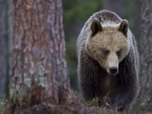 Brown bear