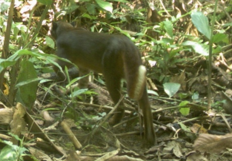 The long tail has a white streak on its underside and a small black tip