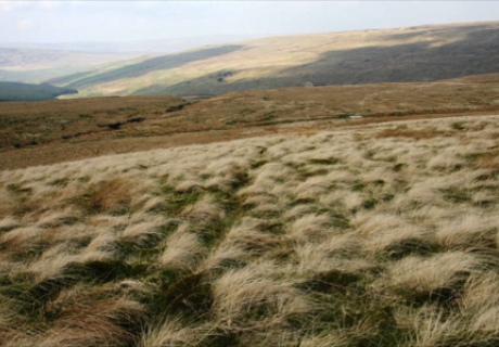 Sphagnum moss and grass above Priorsdale, Cumbria 