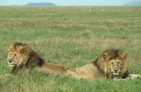 Lions in the Serengeti National Park, Tanzania (credit: Nils Bunnefeld)