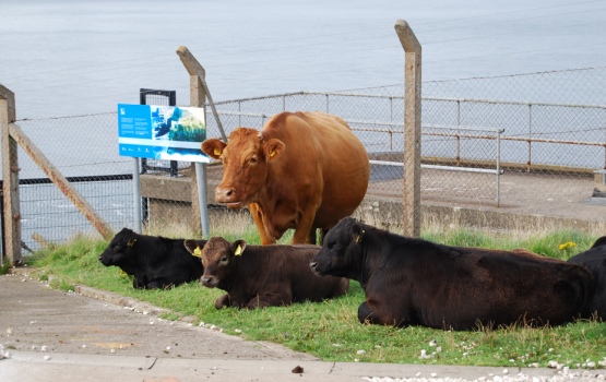 Local Wildlife on Rathlin Island