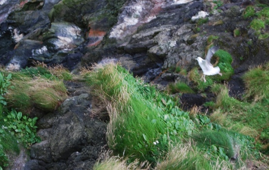 Birds nesting on the cliffs