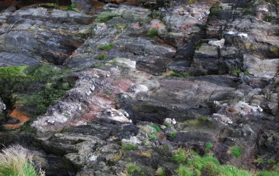 Birds nesting on the cliffs