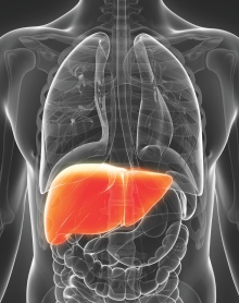 Liver in the body