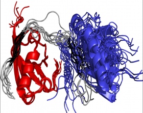 Image shows flexible RNF4, in grey, binding and manipulating a SUMO chain (blue and red)