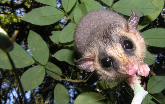 The Tate’s woolly mouse opossum