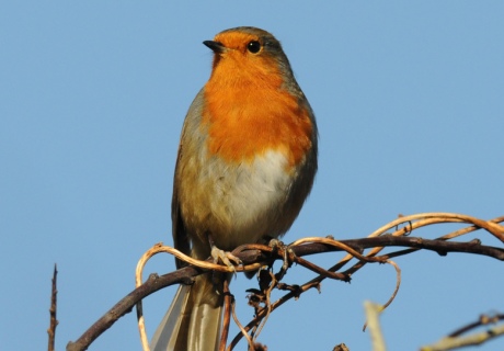 Robin in Kensington Gardens Credit: Tony Duckett