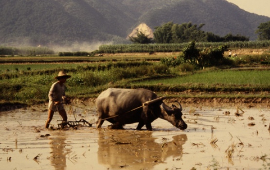 Guangdong countryside – rice planting – peasant with buffalo, 1985