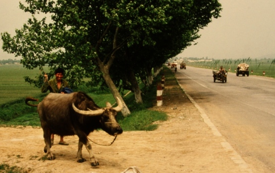 Central Anhui countryside – Chinese farmer with buffalo at road side, 1983-86
