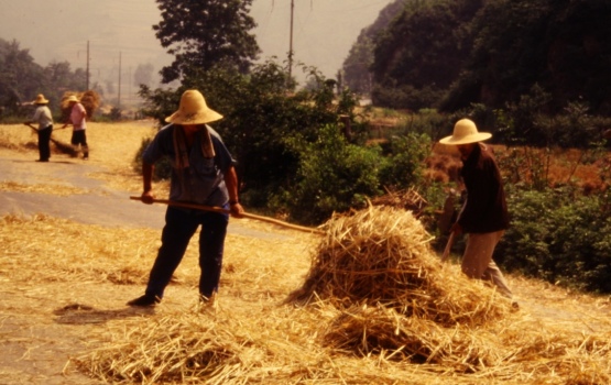 Qin Lin MT area – Threshing grain on the highway, 1985-86