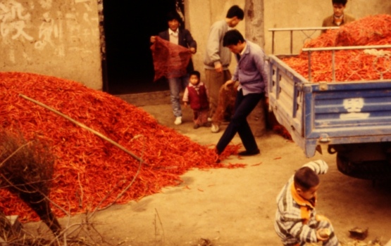 Qin Lin MT area – Chinese farm, chilli pepper harvest, 1985-86