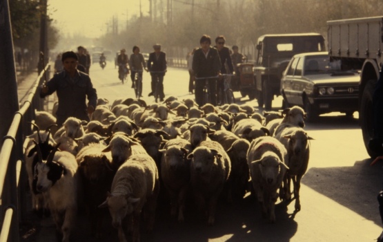 Urumqi – Herding sheep on the city streets, 1986