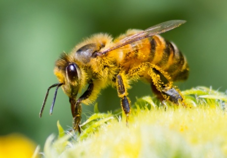 A bee collecting pollen