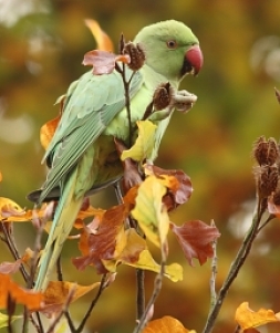 Rose-ringed parakeet roosting