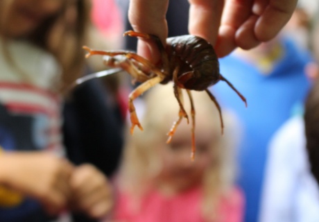 Holding a crayfish from the pond