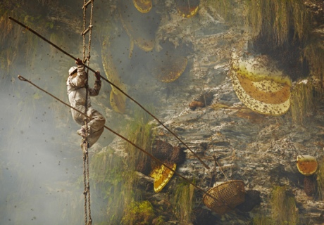 Competition finalist: Honey gatherer (Andrew Newey/tpoty.com)