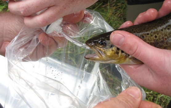 Collecting the stomach contents of a trout
