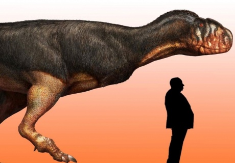 Abelisaurid size 