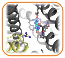 One molecule of UapA (yellow) ensures the correct cargo (blue) is transported through the neighbouring molecule (gray).