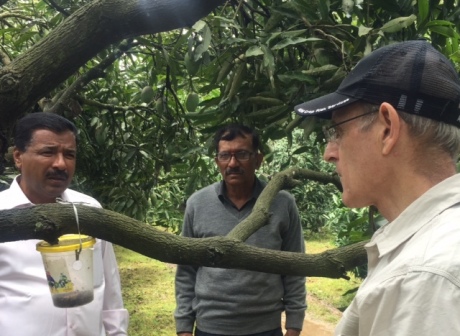 John Mumford talking to two mango growers who have formed a local association to promote fruit fly control 