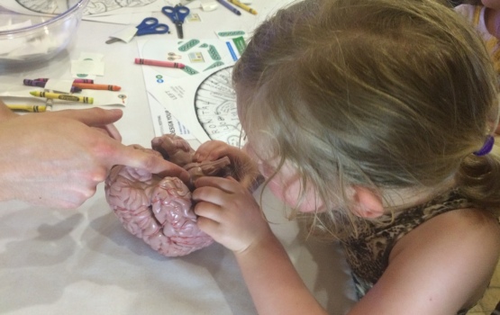 Build-a-brain: a young visitor completes the brain model