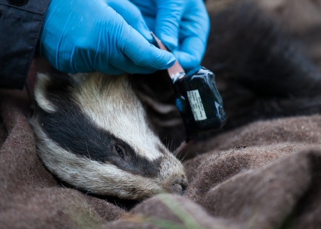 A sedated badger being carefully fitted with a GPS collar